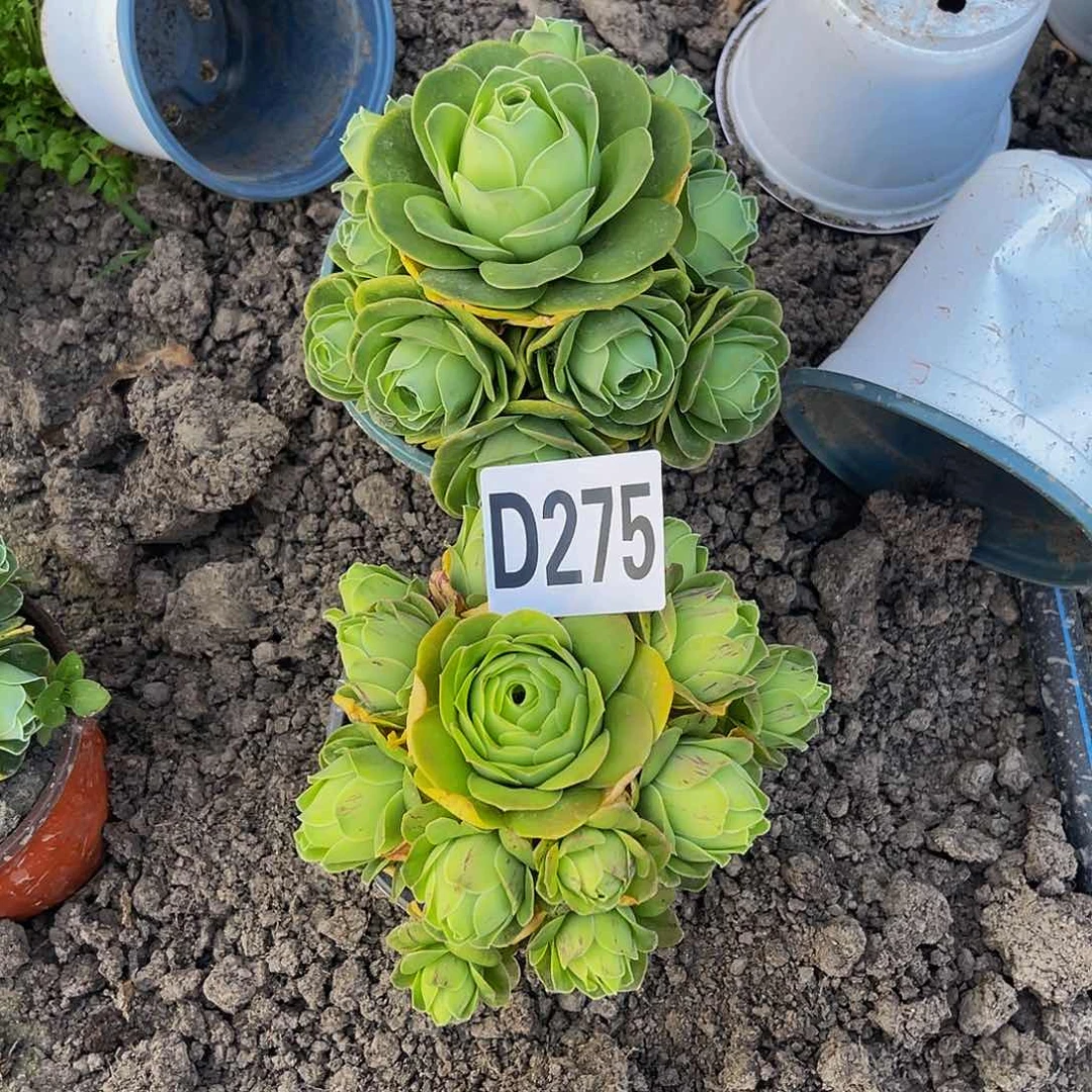 玫瑰两盆28/-3包邮
