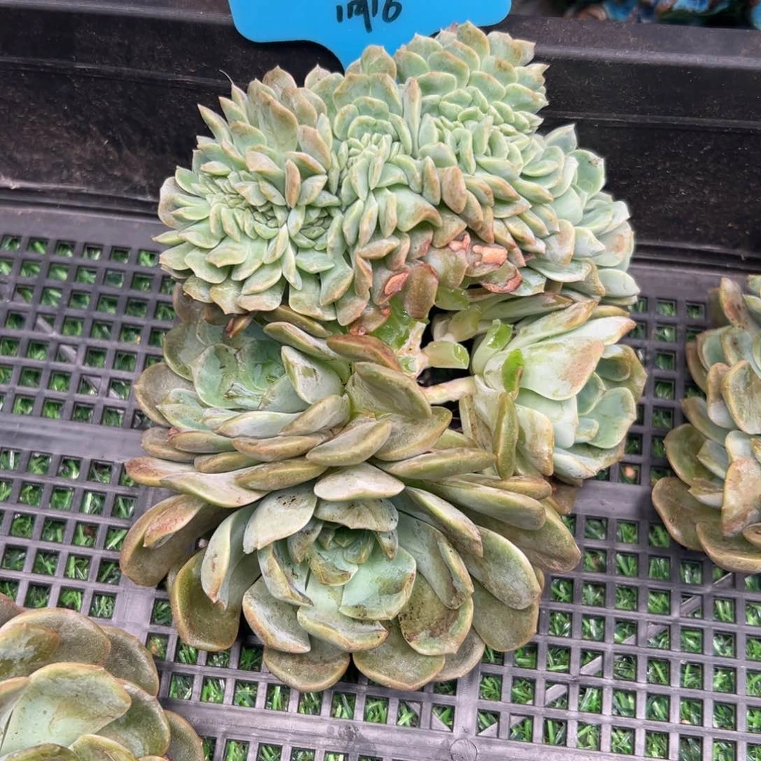 一物一拍链接，梦醒姐寄养