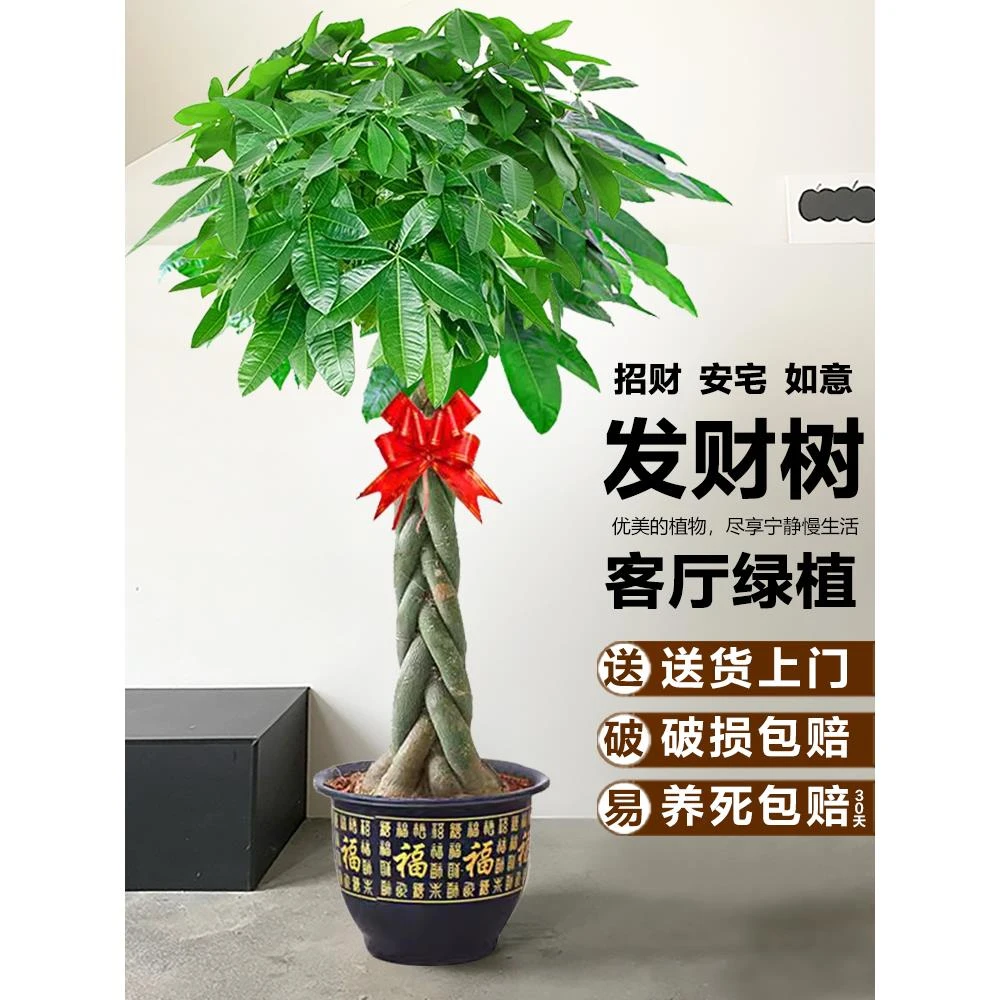 辫子发财树客厅绿植盆栽大棵型植物花卉落地招财乔迁办公室内好养