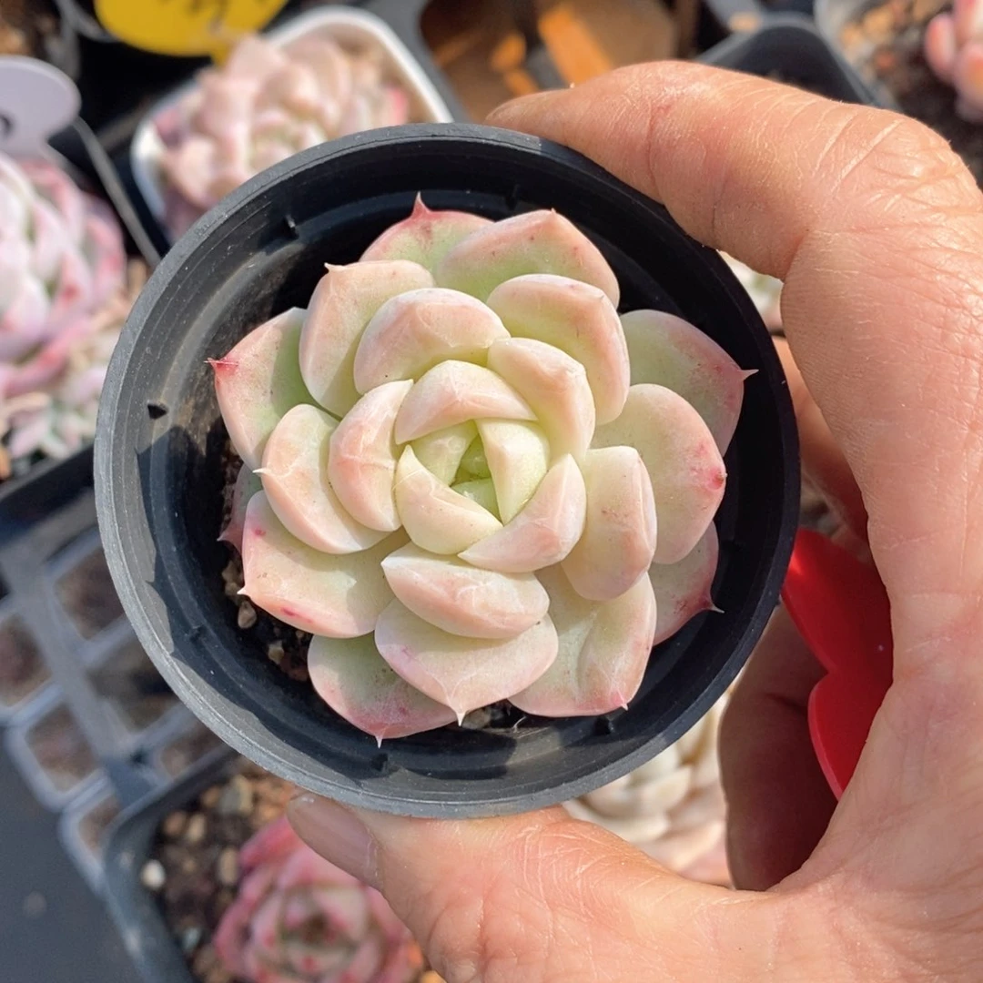 精品多肉一物一拍不包整38