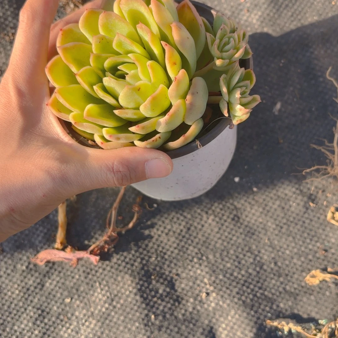 开播福利莲花新疆包邮新疆包邮
