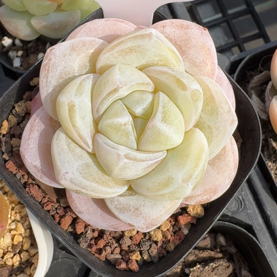 桃*?0226-077-果汁