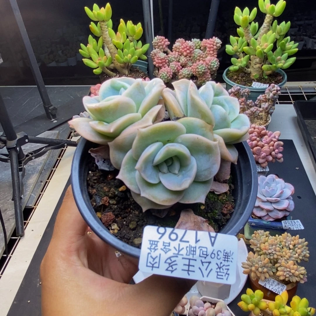 796可爱玫瑰多肉有砍