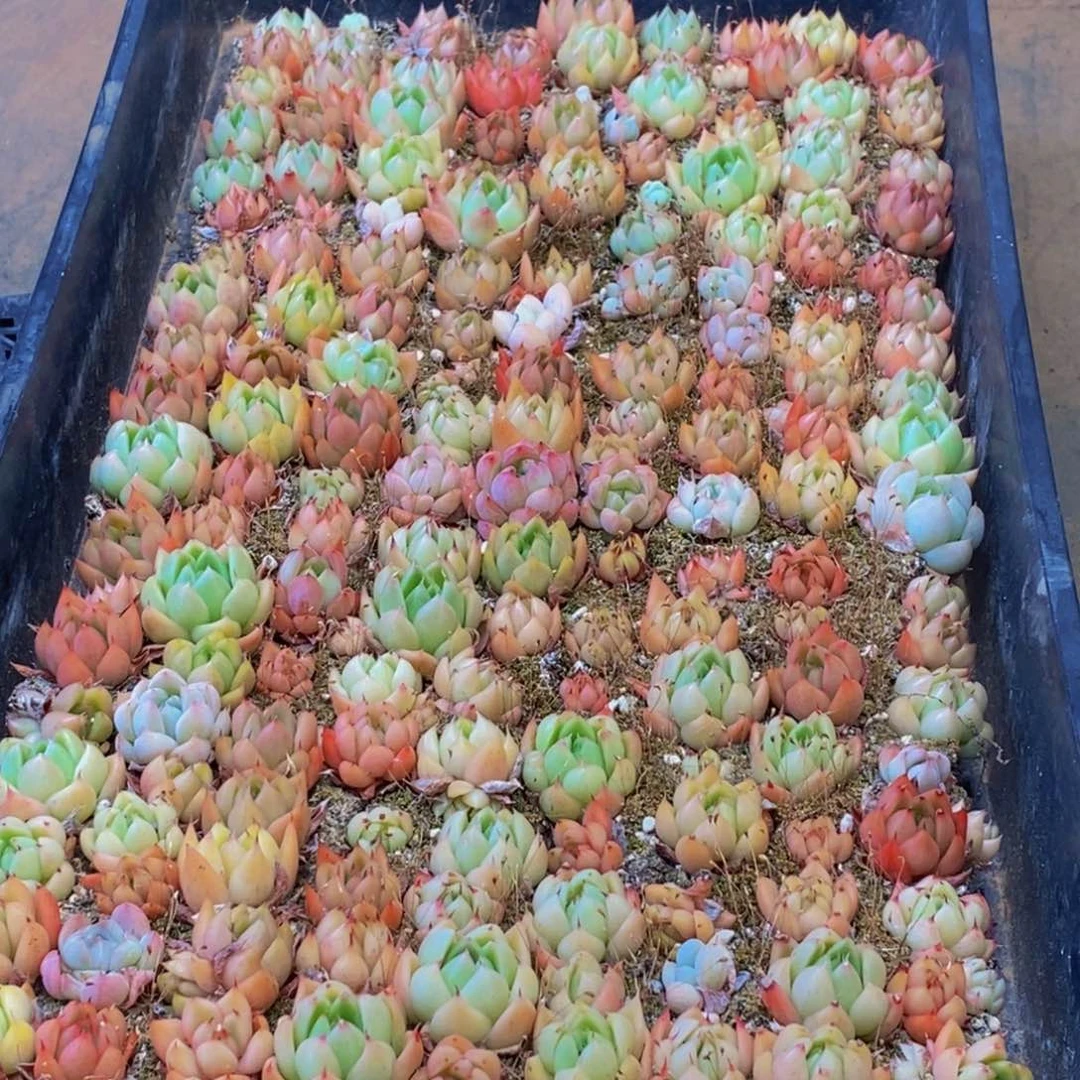 478多肉酱面霜和红参蜗牛面膜的