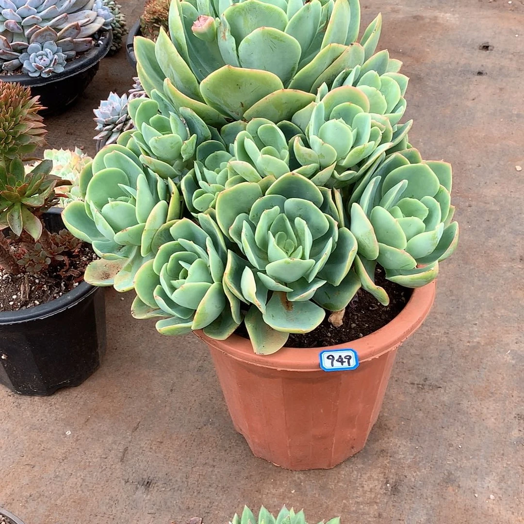 949骑兵一物一拍多肉