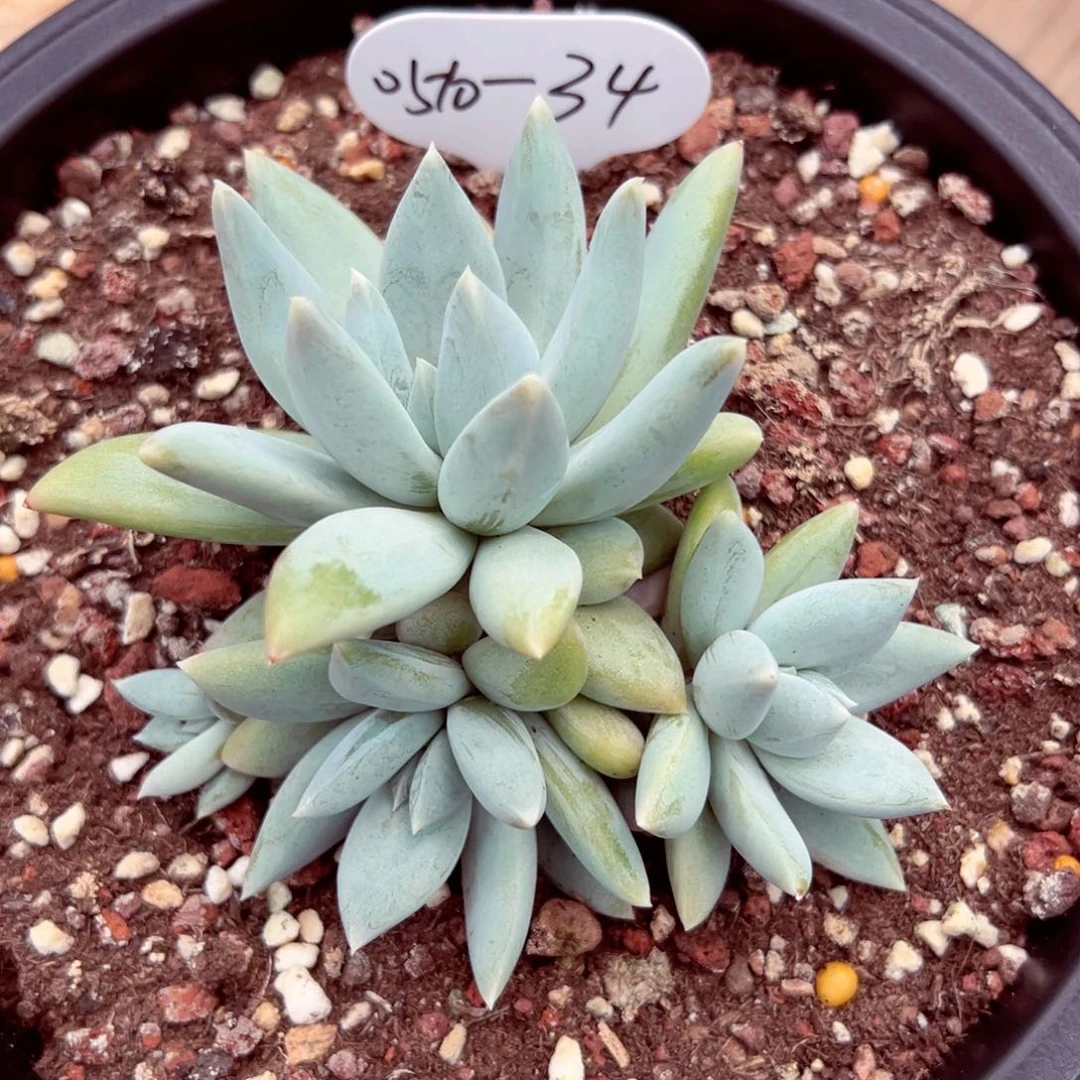 漠*0510-34伊丽莎白