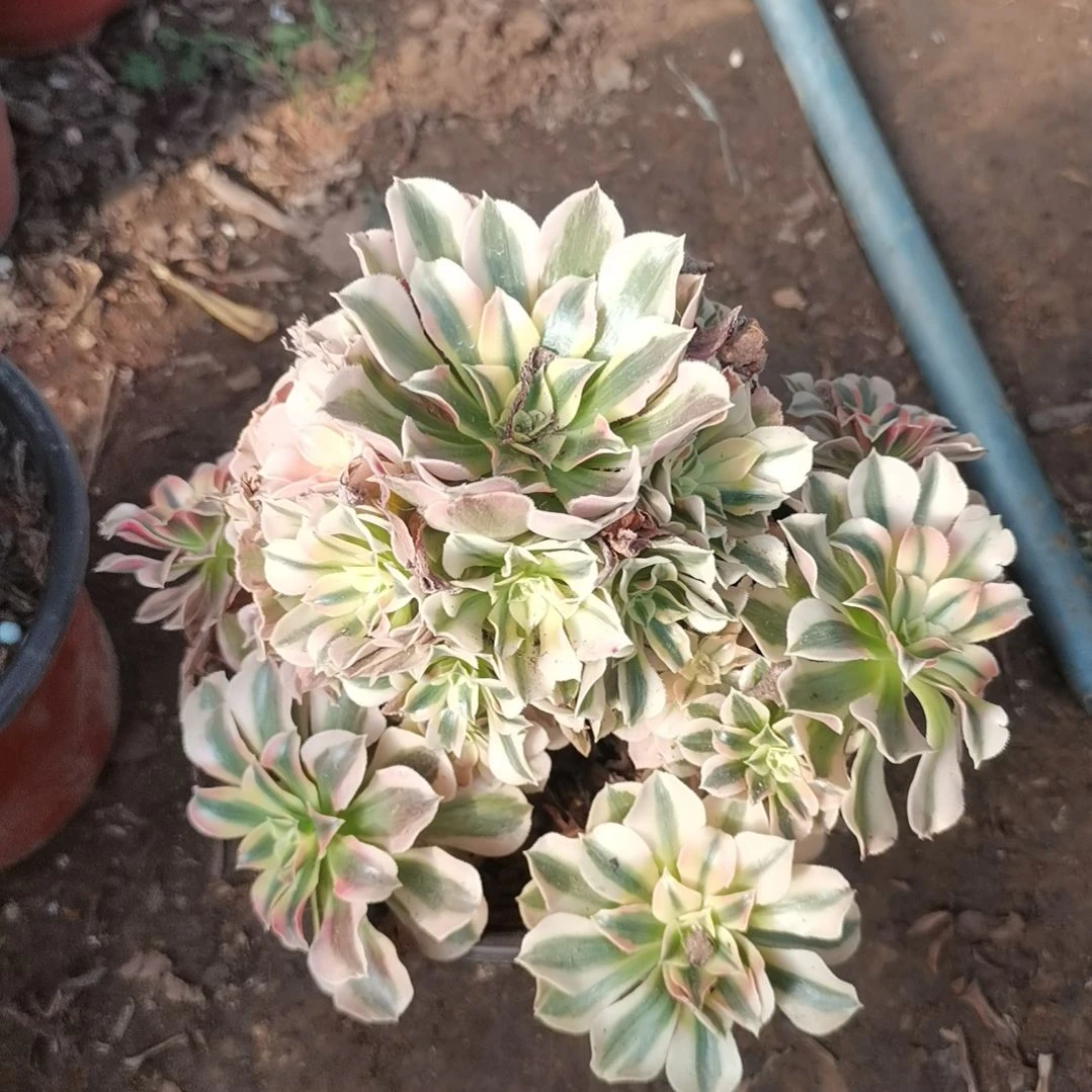 粉女巫多肉法师多肉41