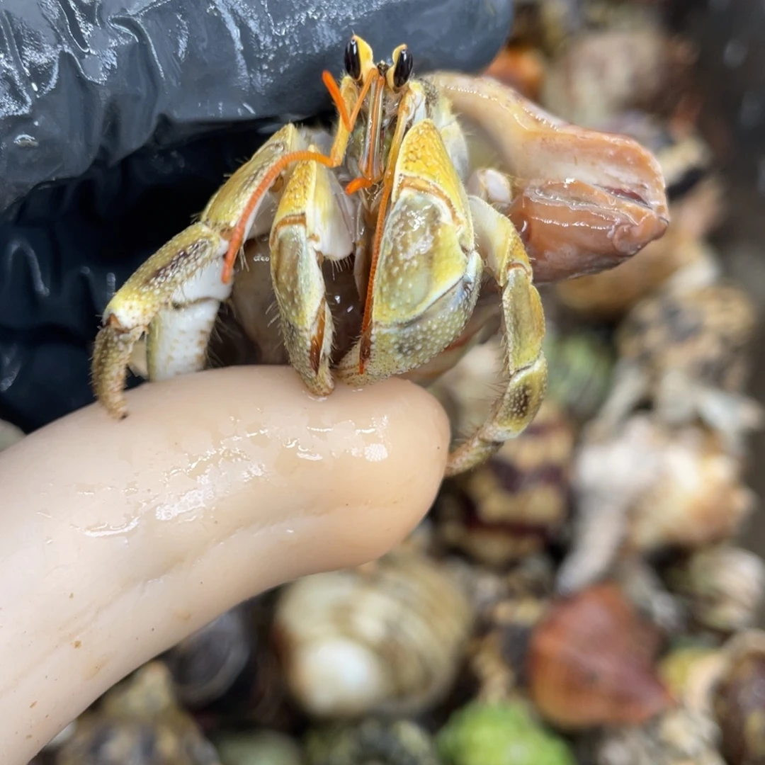 活体宠物不退不换17