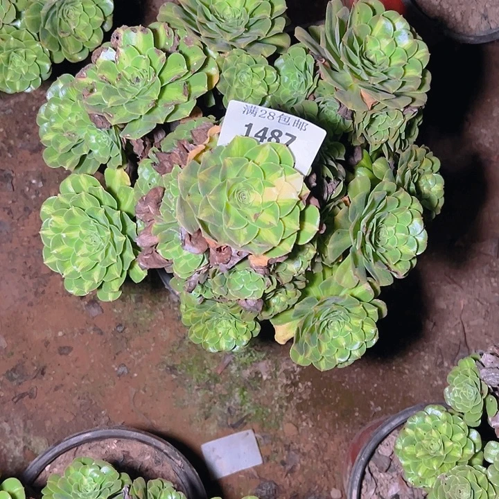 1487翡翠琉璃多肉植物