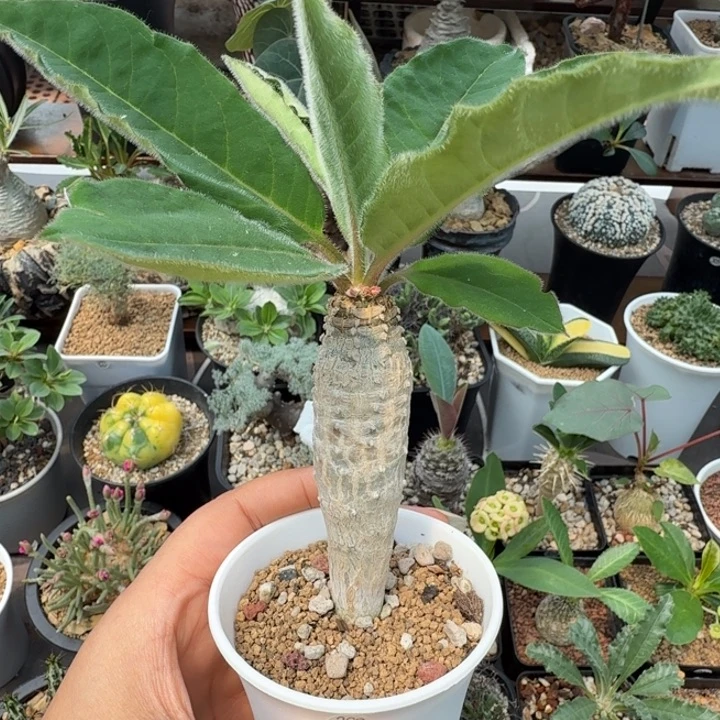 安卡大戟369 仙人球