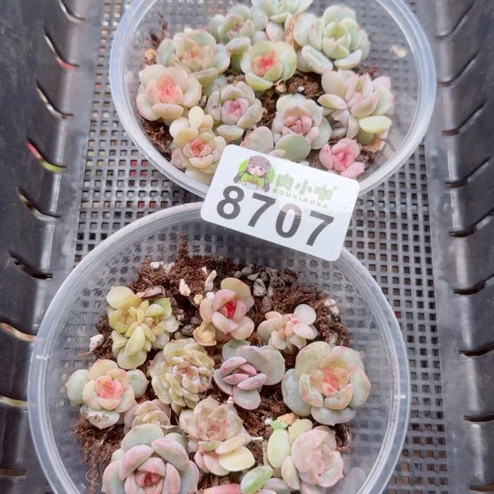 蓝****多肉植物多肉植物