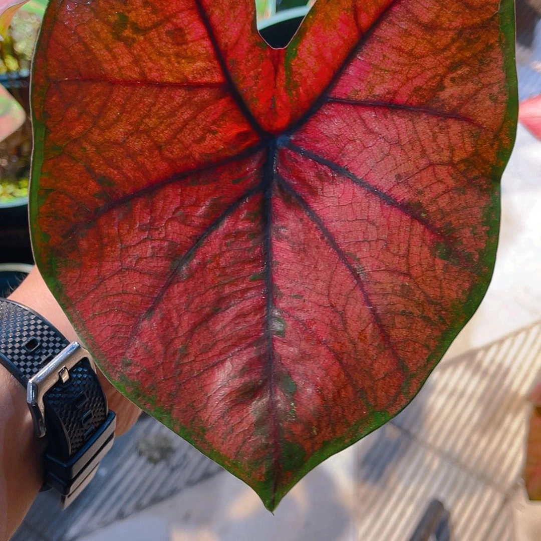 完全开放150泰彩