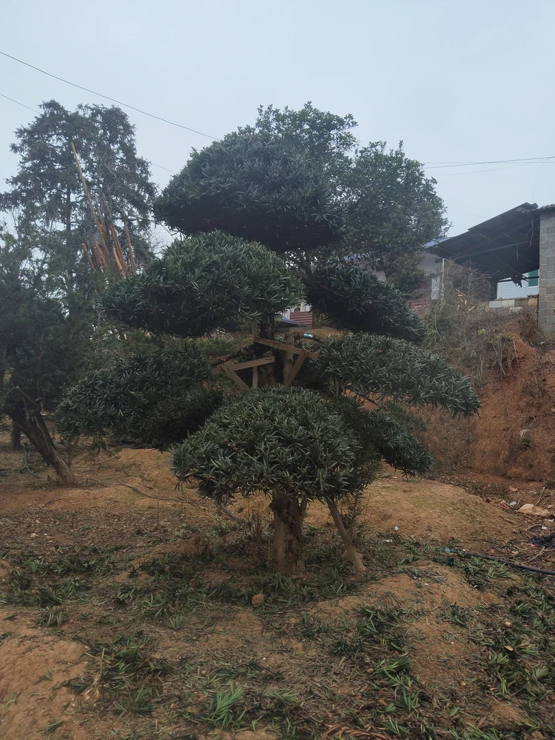 精品造型罗汉松欣赏！中意的可以领养回家