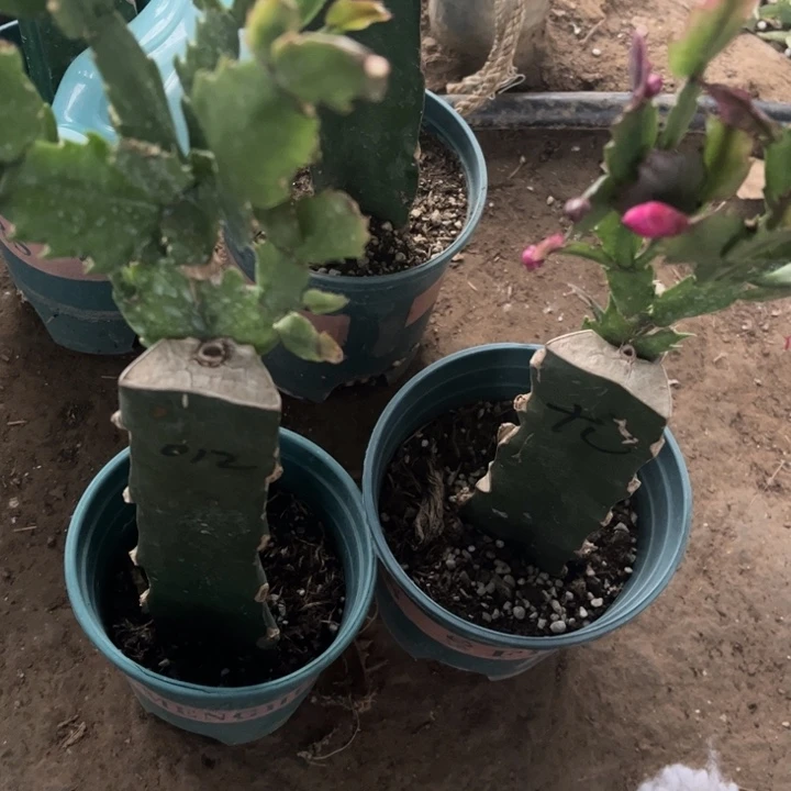 老***王012➕尤利迪脱盆不退不换