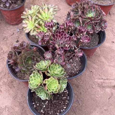 194多肉植物组合，