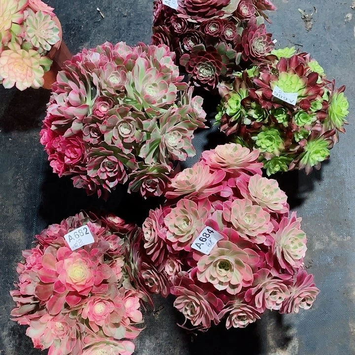 多肉法师粉女郎685，香妃682粉女巫684粉花妖676