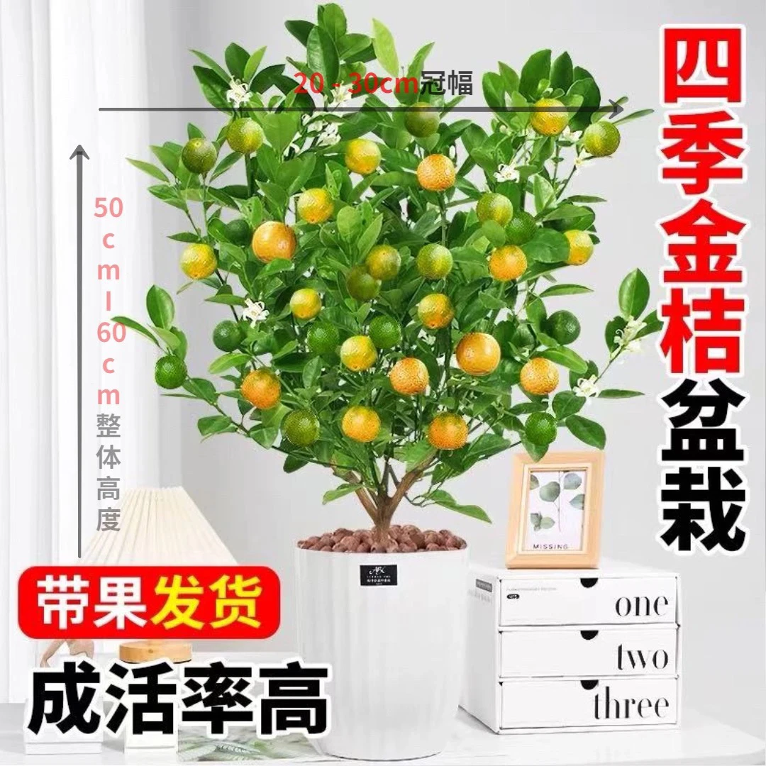 【送红福盆】四季橘盆栽带果室内外可观赏花卉绿植