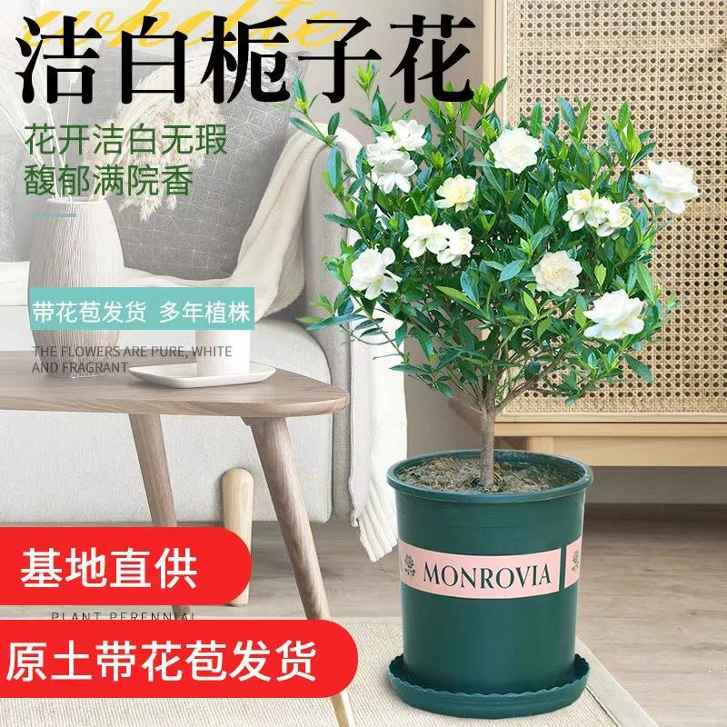 栀子花浓香型花卉盆栽绿植庭院客厅四季开花四季常青好养易活植物
