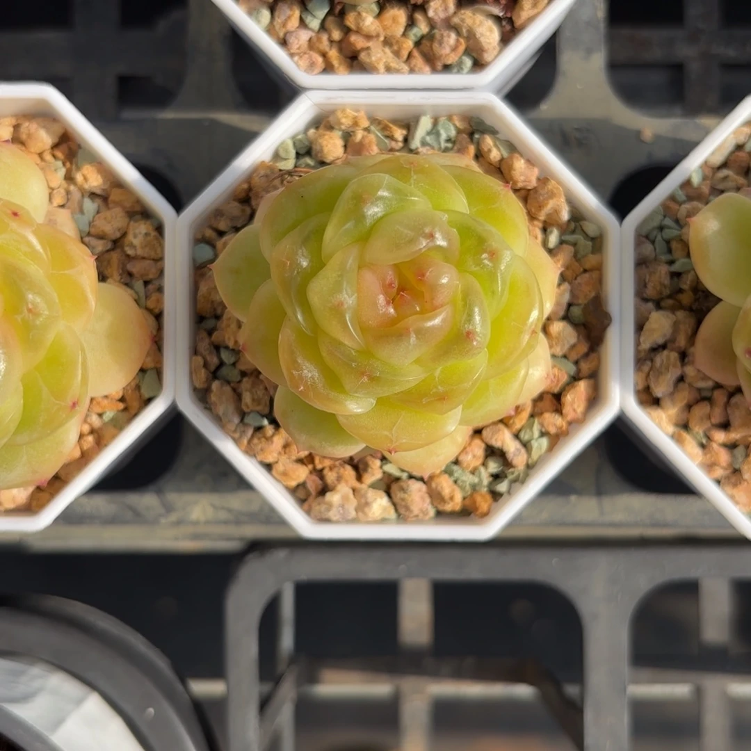 薄糖珍妮一物一拍