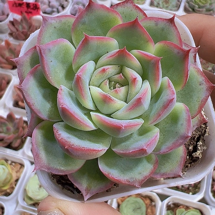 侧影19包邮多肉植物