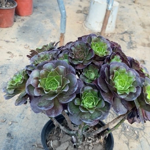 魅金玫瑰多肉植物087