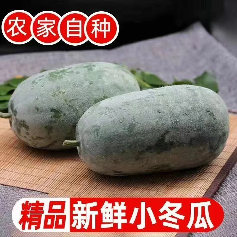 【现摘现发】新鲜现摘水果小冬瓜可生吃凉拌炖菜的应季时令蔬菜