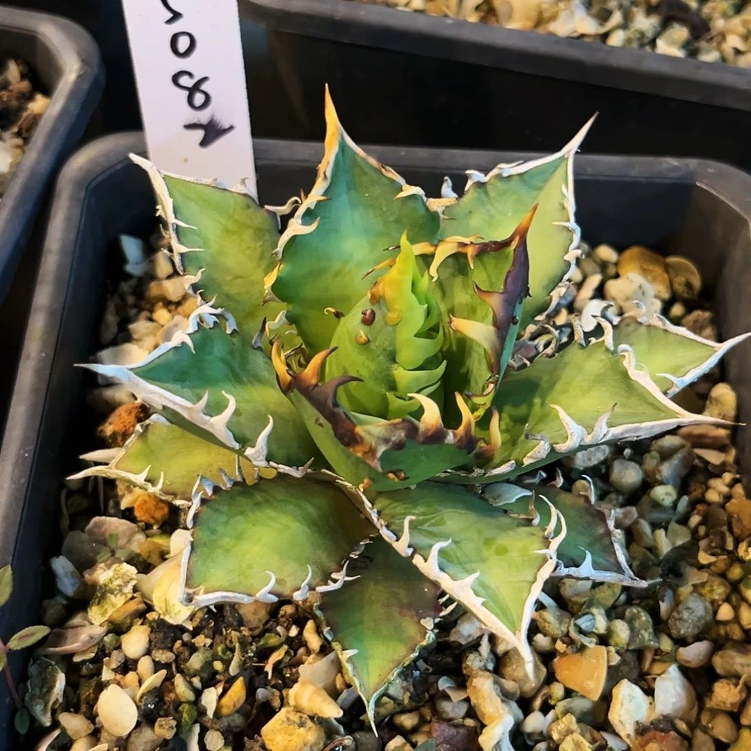 W****乐龙舌兰红猫5082号带背刺