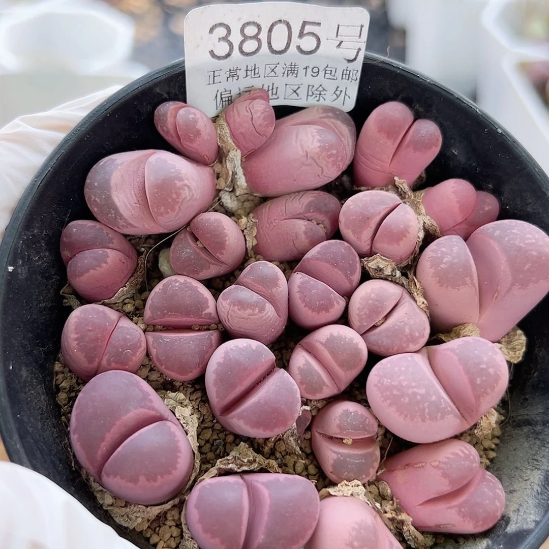 3805红大内单，双，多头，组合