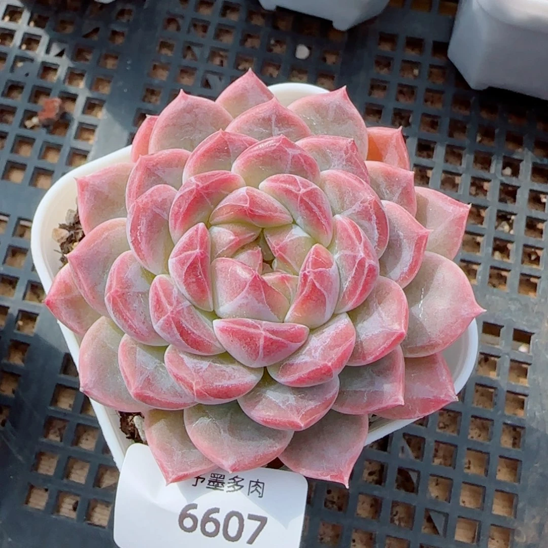 糯心冰魄，6607多肉植物