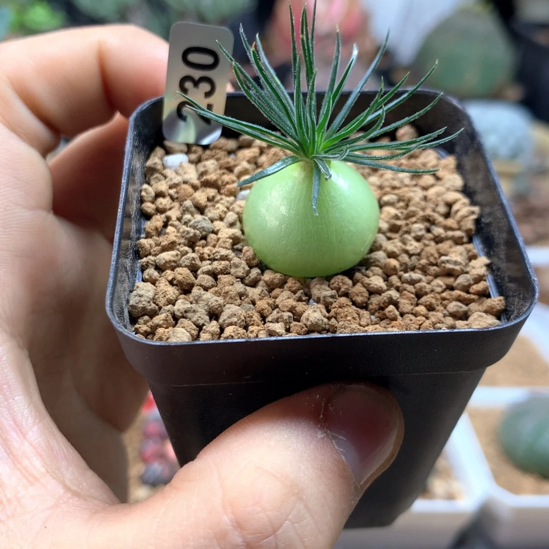 毛迷你海葱多肉带盆230