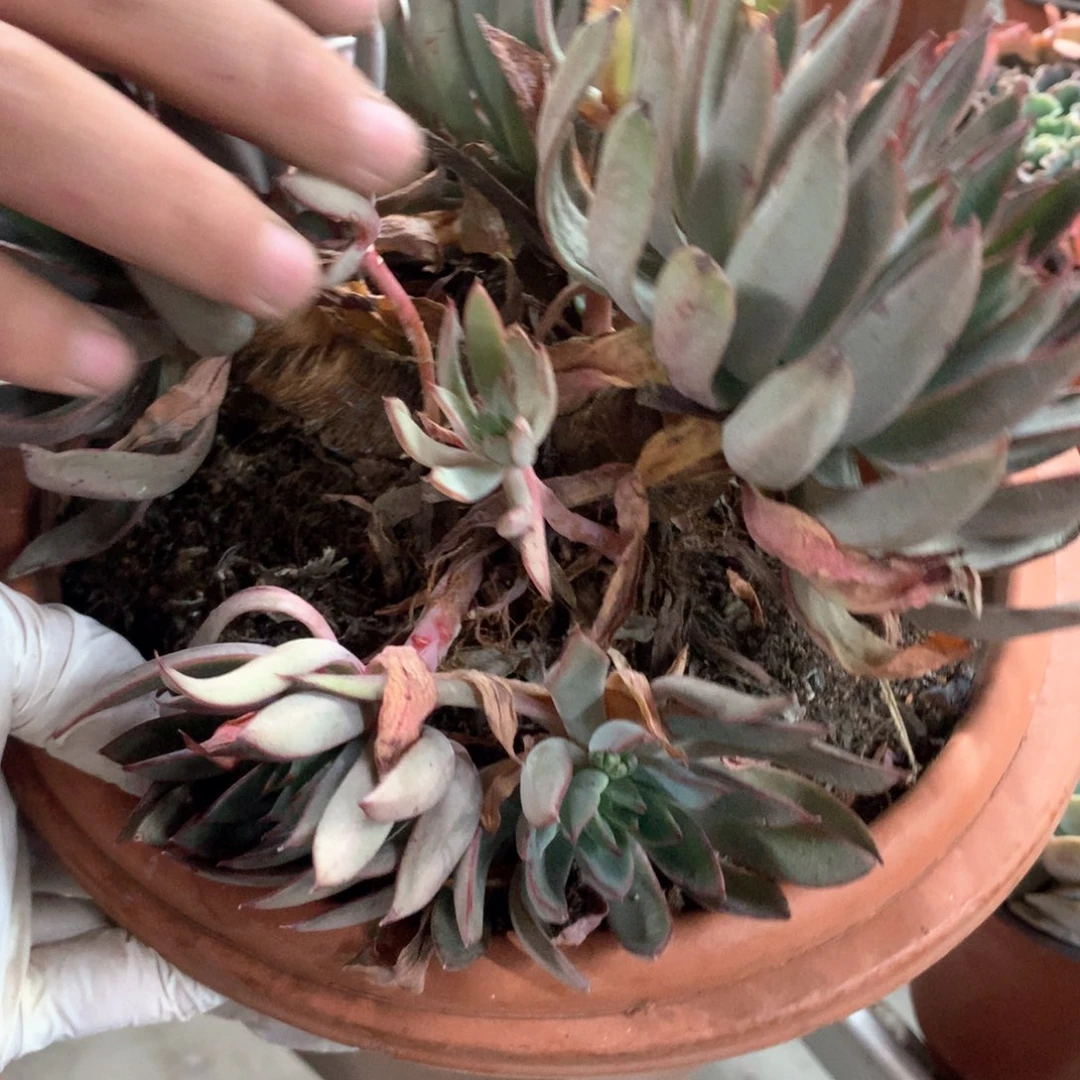 爱**智卡杂多肉植物群生