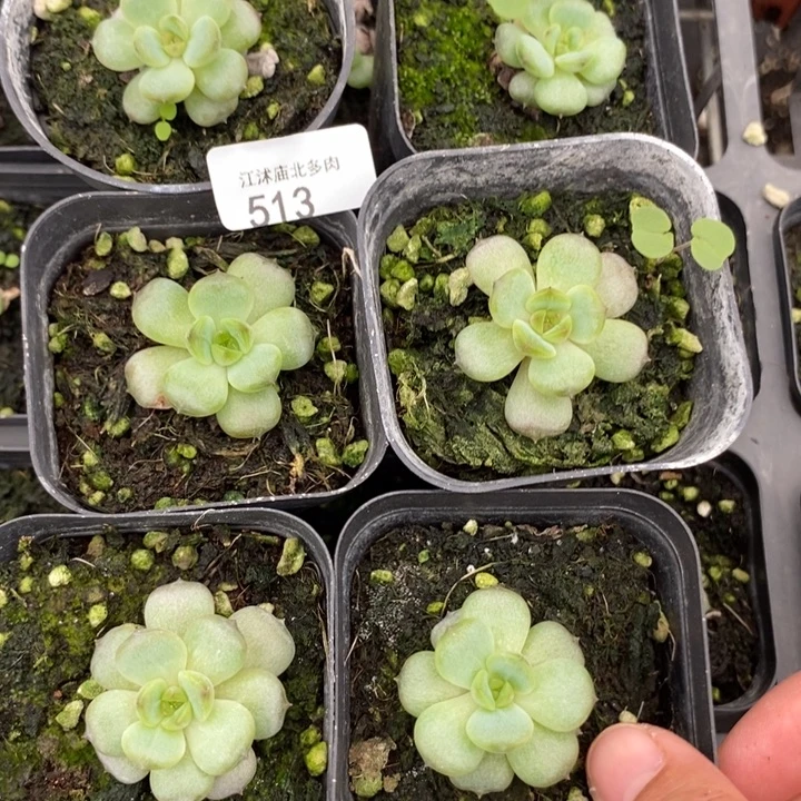 标513红色恋人一个量拍