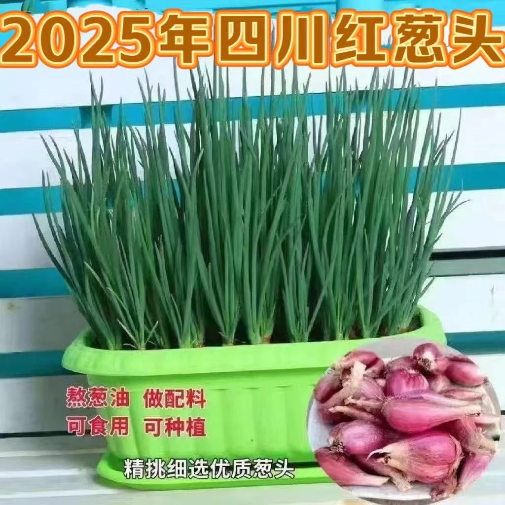 四川红葱头铁葱火葱自家种盆栽极速发货四季种植四季小香葱红头葱