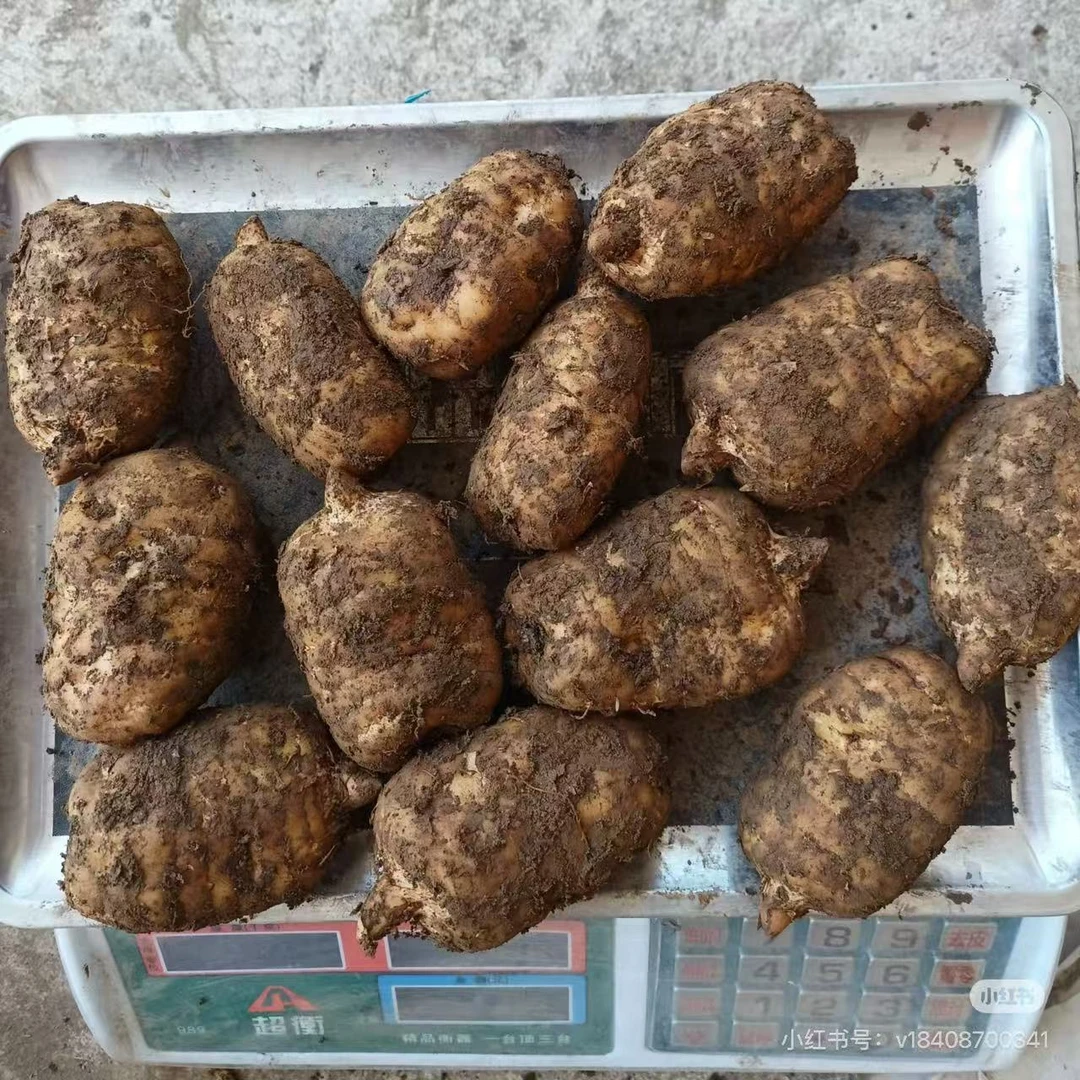 种植天麻（农家自种）