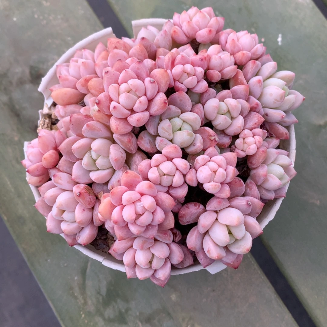 草莓蛋糕 多头 一颗