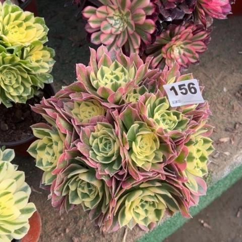 156白凤朵朵多肉，