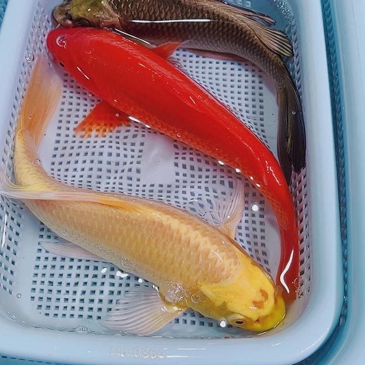 锦鲤锦鲤冷水鱼观赏