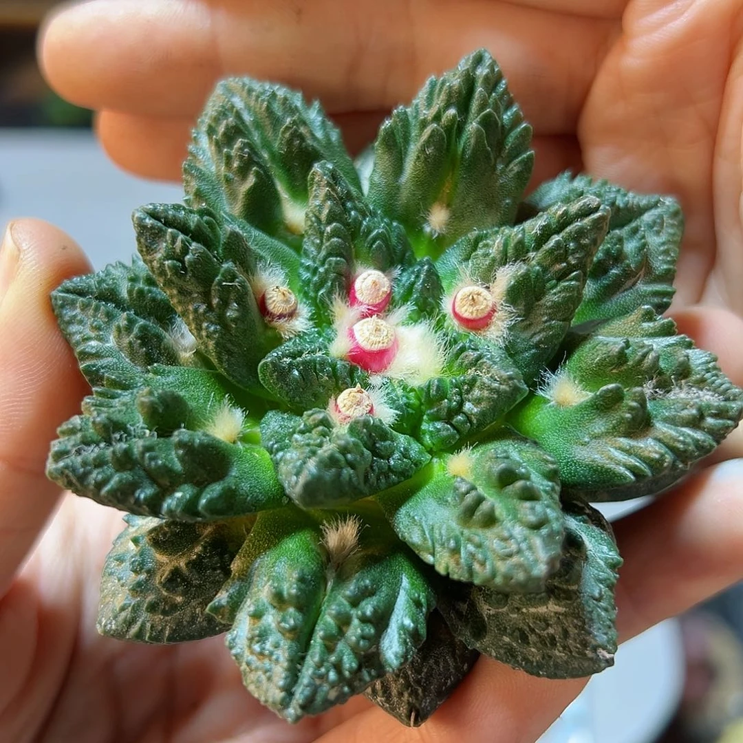 晚14号爆尤割尤哥斯啦辛盾牡丹8公分无根