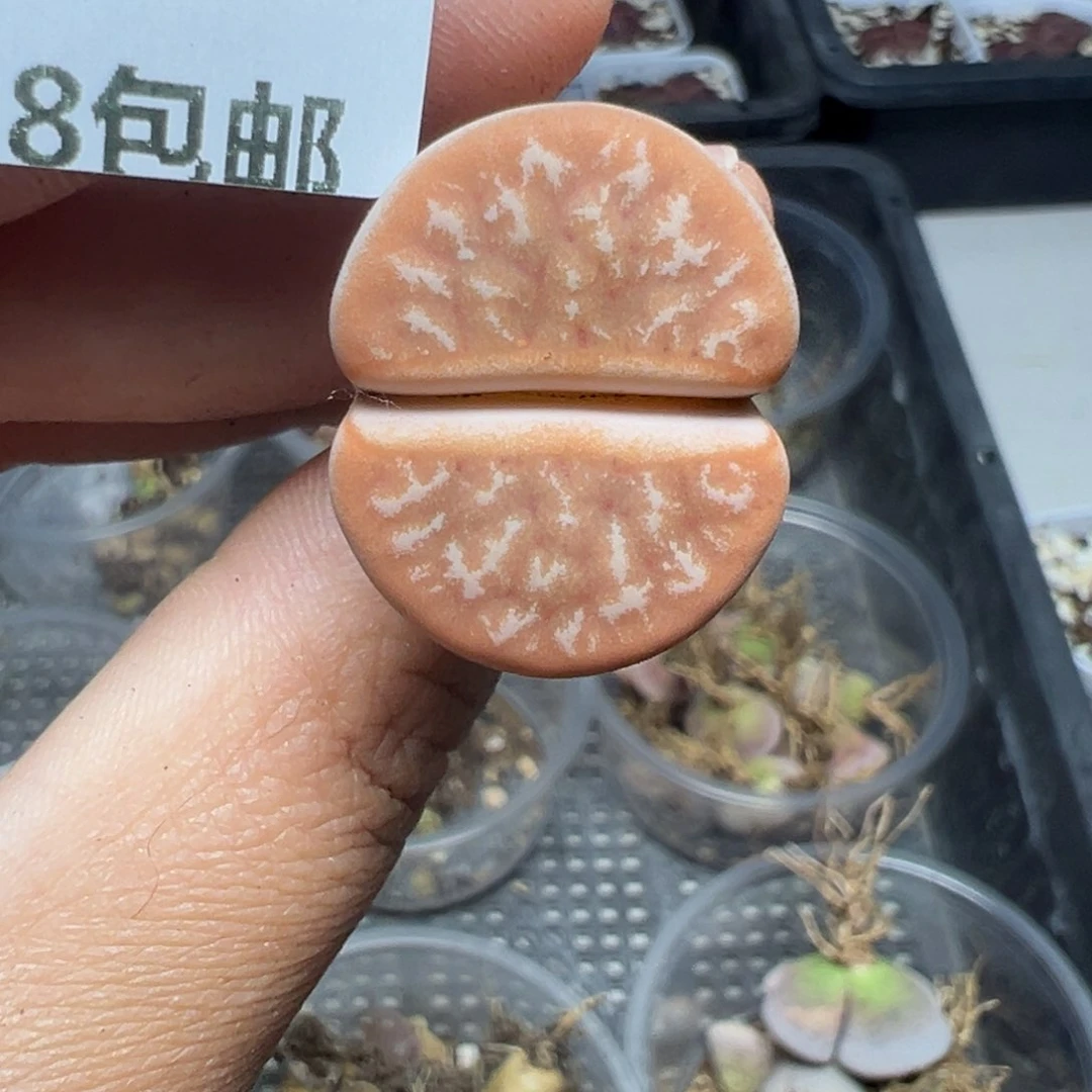 【闪购商品】210……