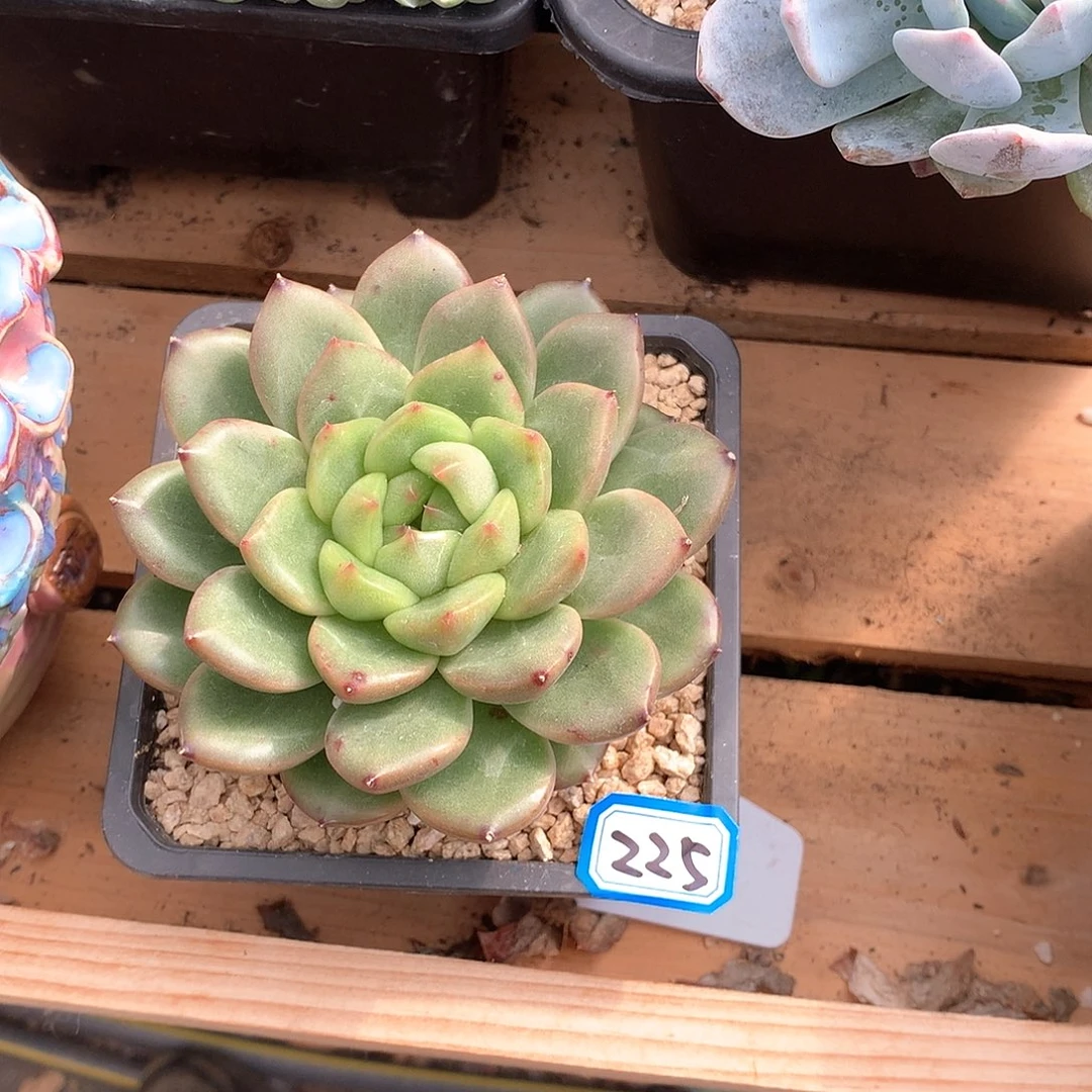 225 一物一拍多肉