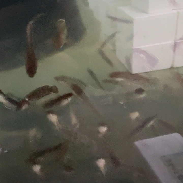 雷龙钴蓝雷龙1111111