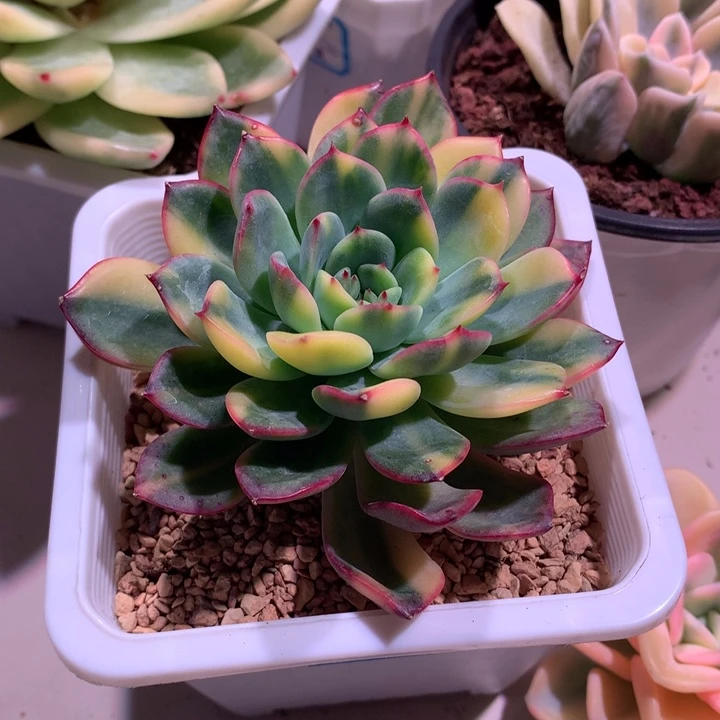 肉***爱雨燕座拉丝锦锦锦锦