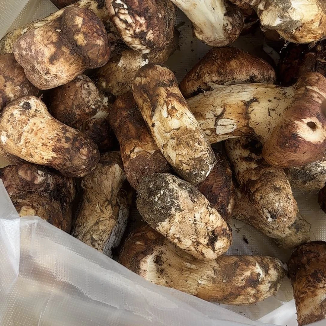 青***云南南华野生菌中国大陆
