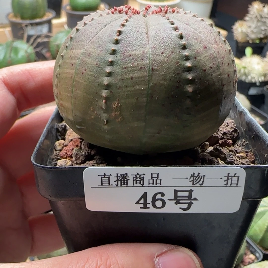 46号，欧布带盆，包邮