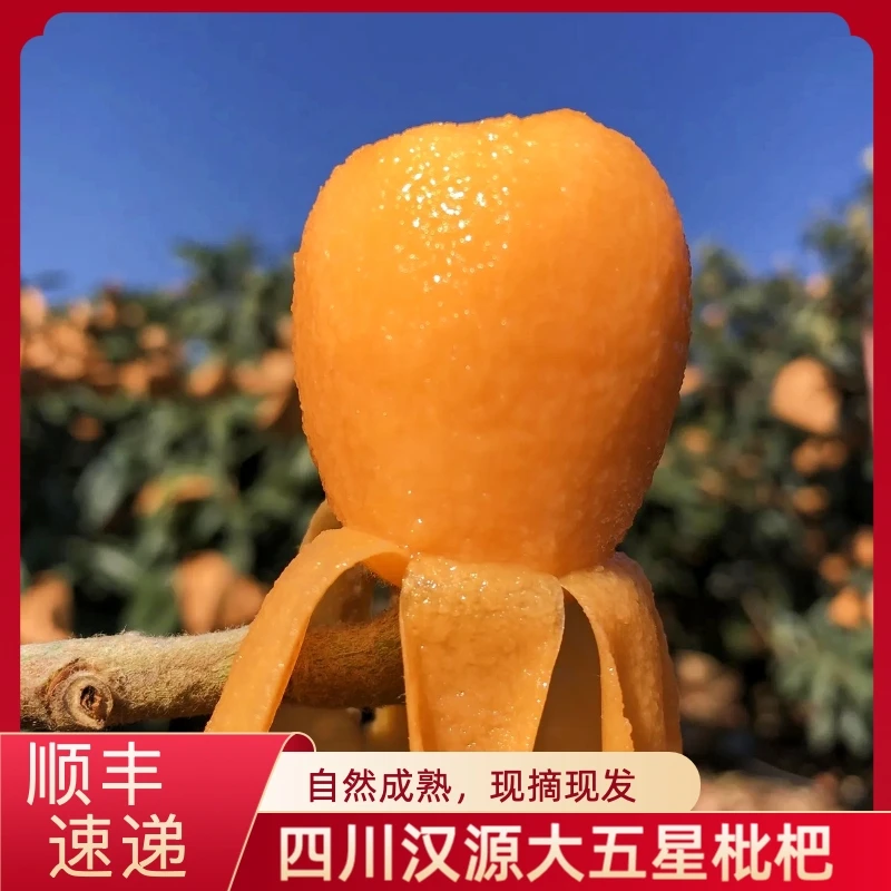 大五星枇杷/甜枇杷现摘新鲜水果应季鲜果枇杷1/5斤盒装