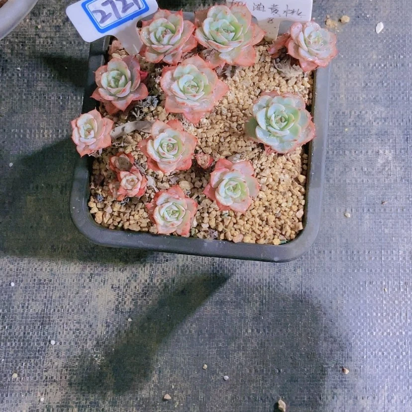 【闪购商品】桃*2721寄养