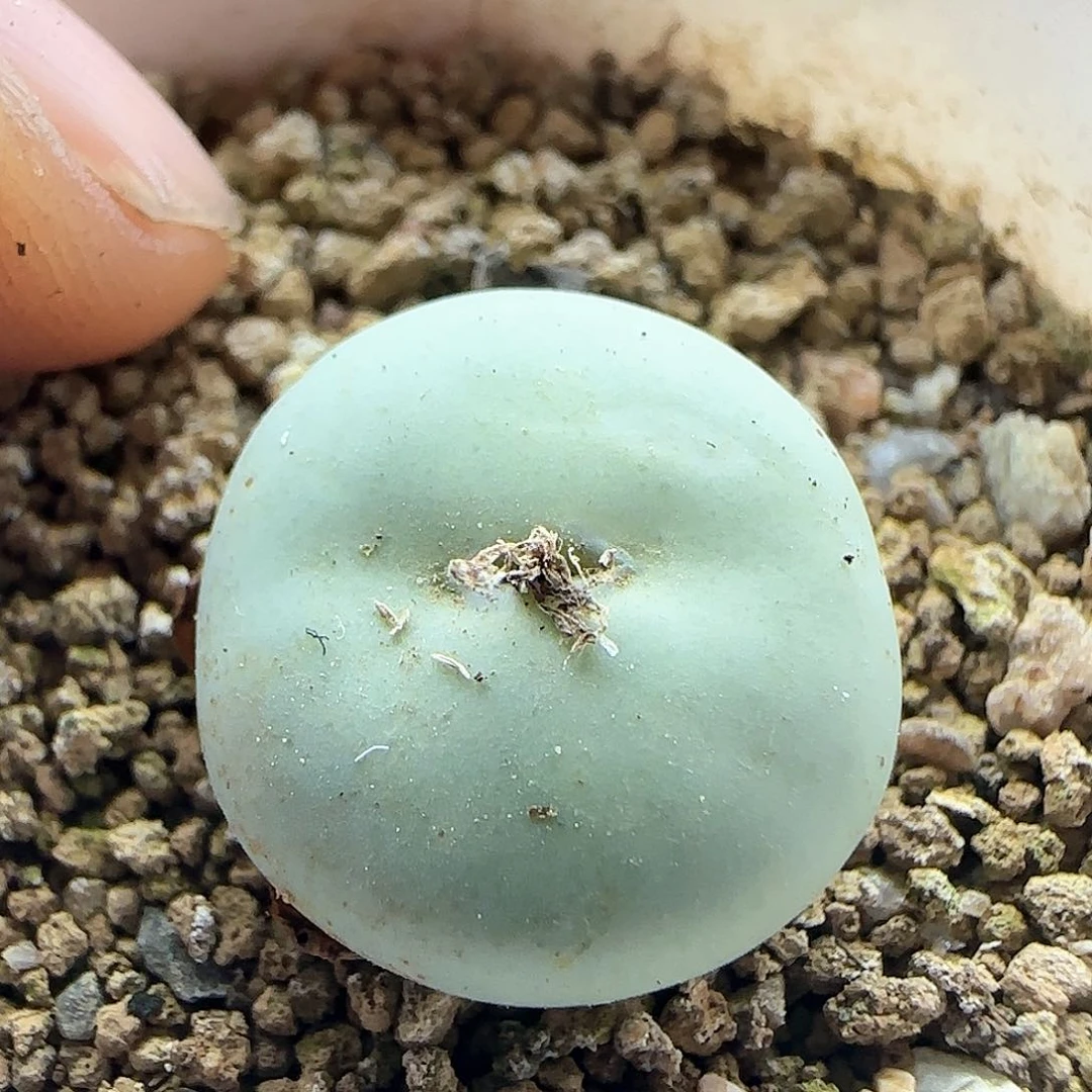 三*脱土发货28包邮25802