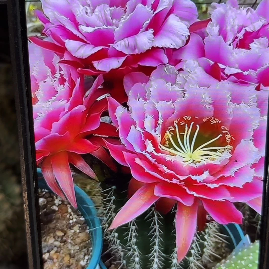 七仙女毛20包邮仙人球54