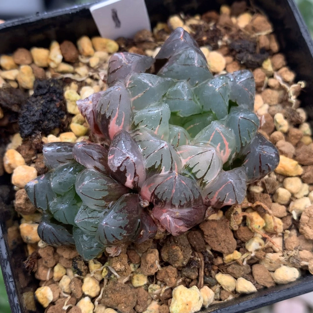 水晶灯玉露锦，带盆一起