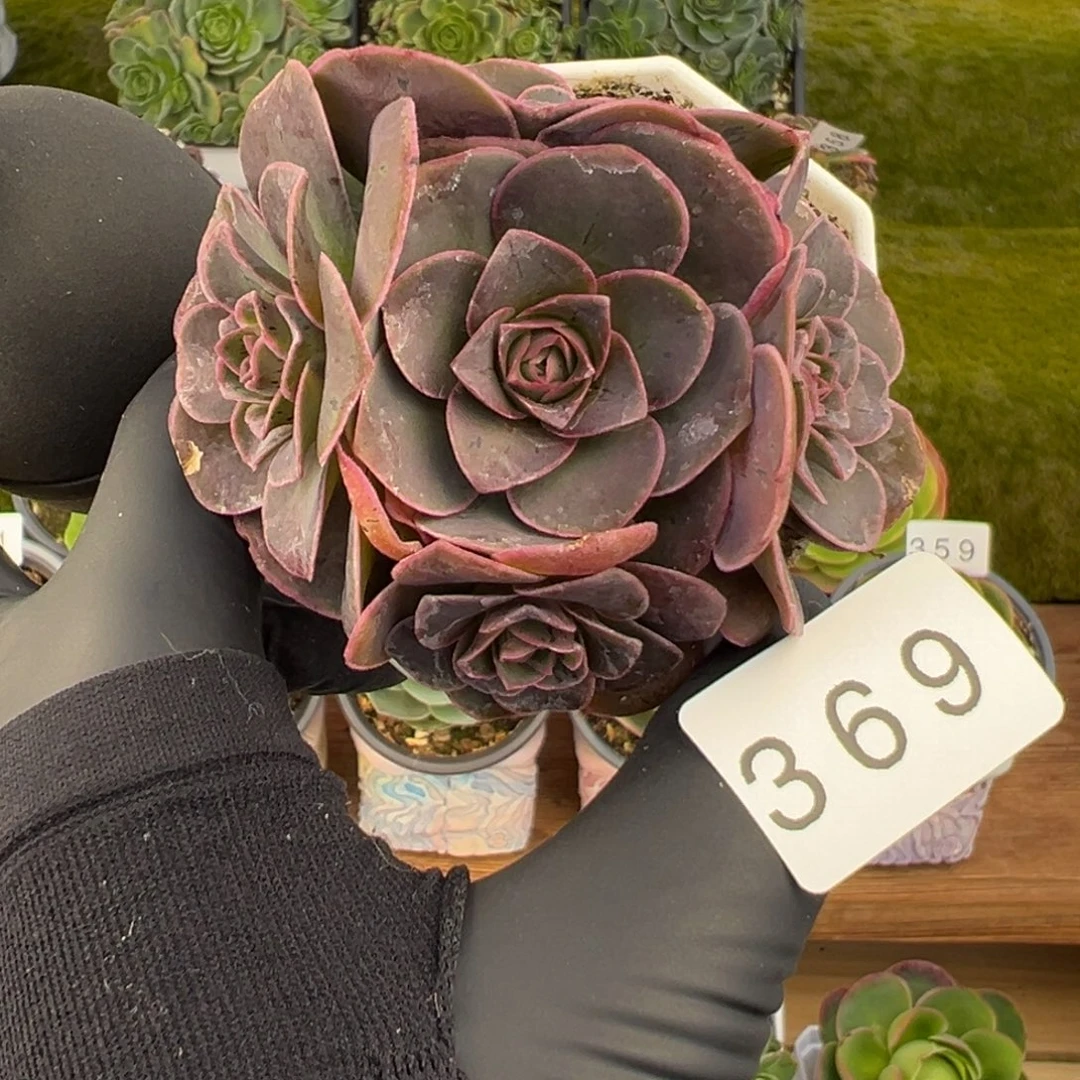 369捧花深紫色泽兰6厘米